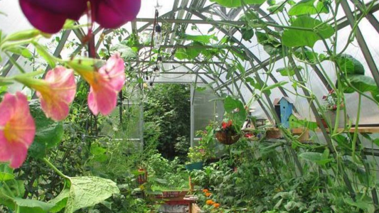 Microclimate Mastery: 7 Ways to Tailor Plant Environments in Your Greenhouse