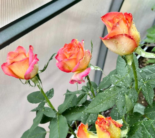 5 Expert Tips to Grow Flowers Inside Your Greenhouse