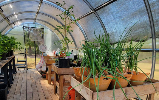 7 Tips to Control Humidity, Moisture, and Mold in a Greenhouse