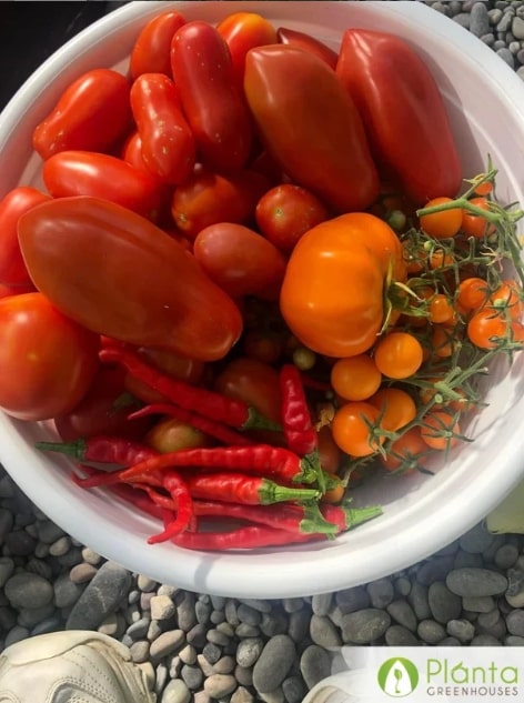 How to Stagger Crops in Your Greenhouse for a Continuous Harvest