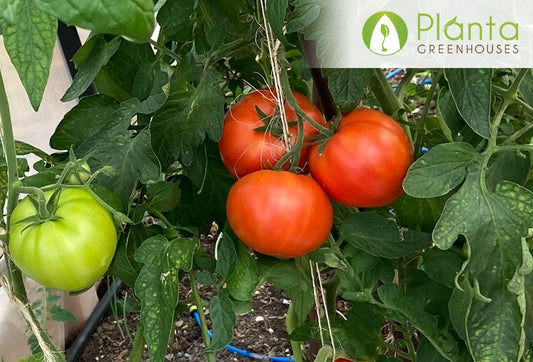 How To Cultivate Tomatoes That Ripen On The Vine?