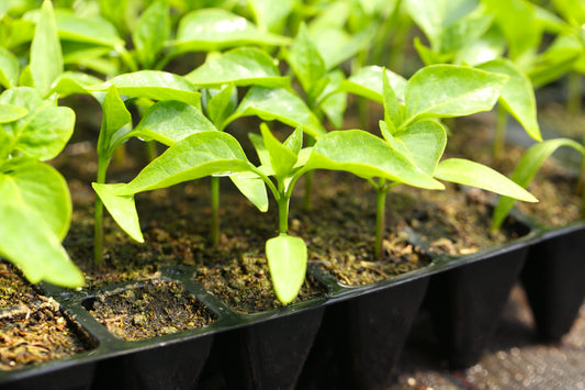 4 Benefits To Start Seedlings In A Greenhouse