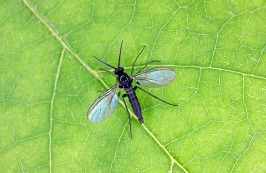 Tips for Getting Rid of the Most Common Pests in a Greenhouse