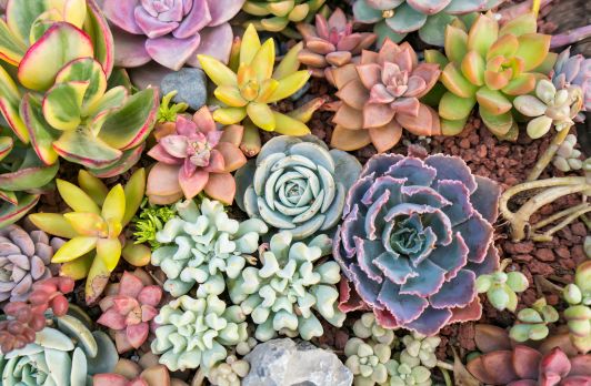How to Master the Art of Growing Succulents in a Greenhouse