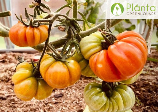 How To Grow Juicy Tomatoes In a Greenhouse?