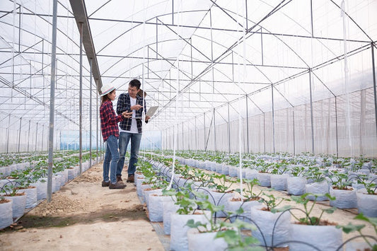 Gardening In Winter: Tips For Sowing Success