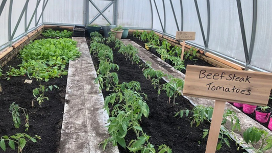 Ground Planting in Greenhouses: Is it the Best Choice?