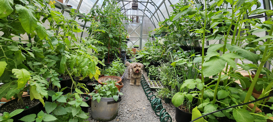 How to Grow Diverse Lettuce Types in Your Greenhouse