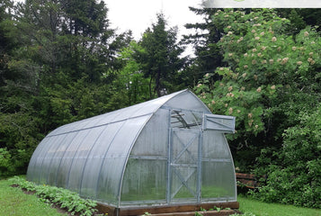 We had fresh greenhouse carrots on Christmas