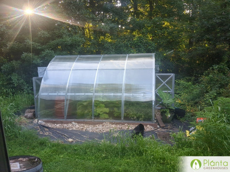 Our plants love our greenhouse!