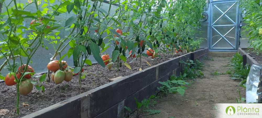 Everything is still healthy and ripening well into October