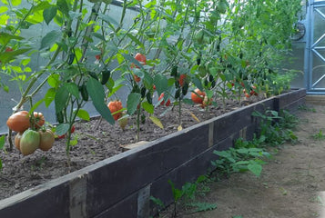 Everything is still healthy and ripening well into October