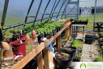 Trying Green Beans and Zucchini in Our Sungrow