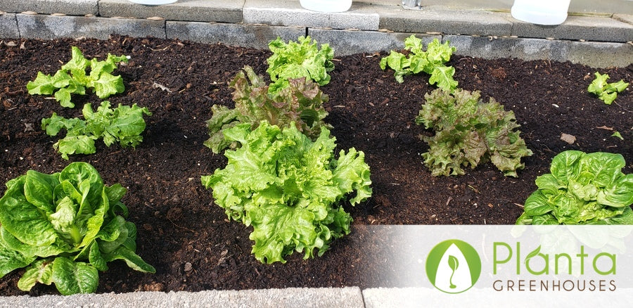From Heirloom Seeds to Winter Greens