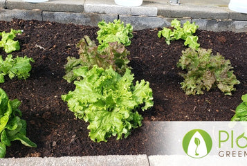 From Heirloom Seeds to Winter Greens