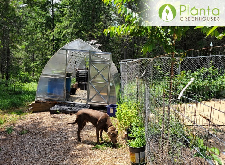 My plants are happier and healthier inside the greenhouse!