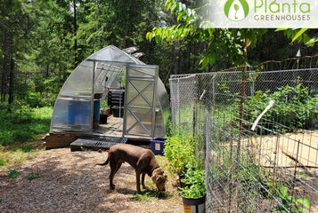 My plants are happier and healthier inside the greenhouse!