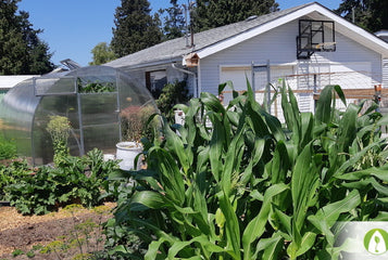 My kids love to come garden in the greenhouse