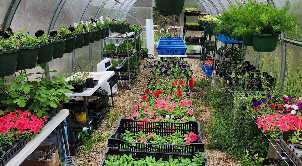 Hanging Over 100 Baskets in My Greenhouse