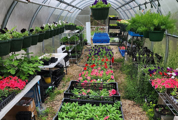 Hanging Over 100 Baskets in My Greenhouse