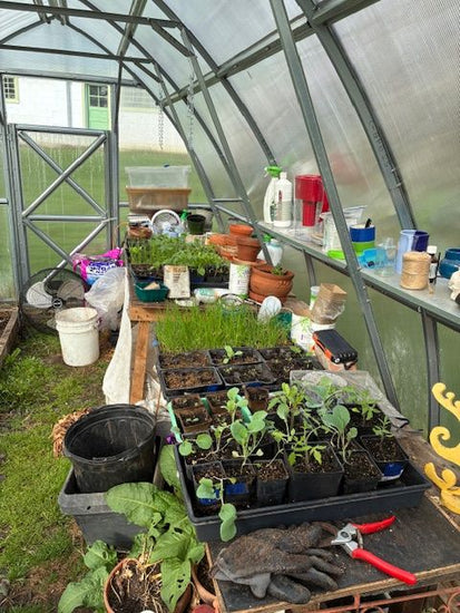 Year-Round Harvests and a Garden Retreat with the Sungrow 20