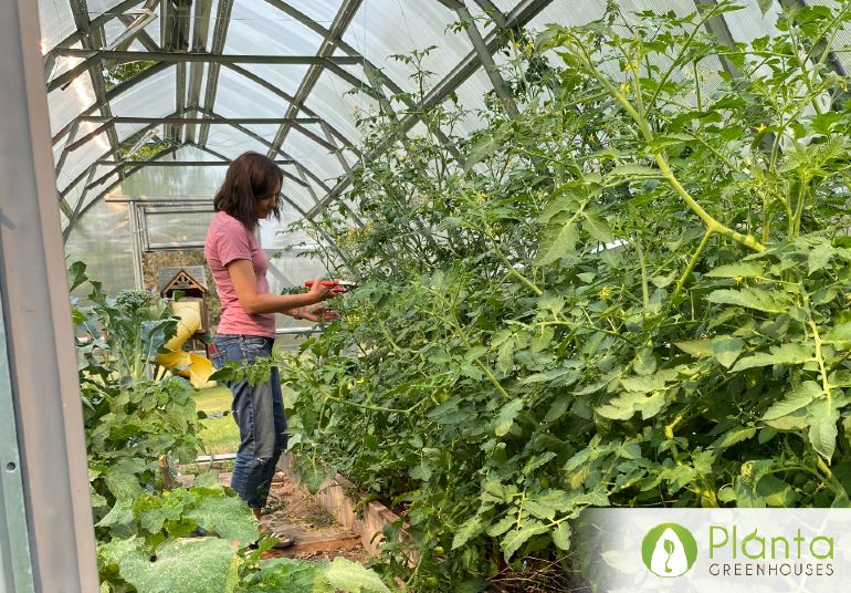 We were harvesting beets and broccoli long before anyone else