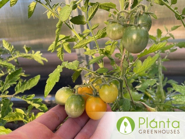 A total game changer in my zone 0-1 garden