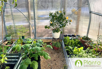 It Saved Our Plants During Hurricane Season