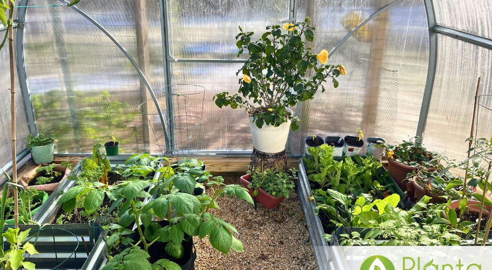 It Saved Our Plants During Hurricane Season