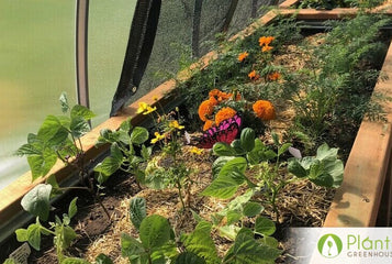 Enjoying the sounds of birds in the greenhouse