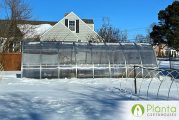 Greens All Winter in an Unheated Greenhouse