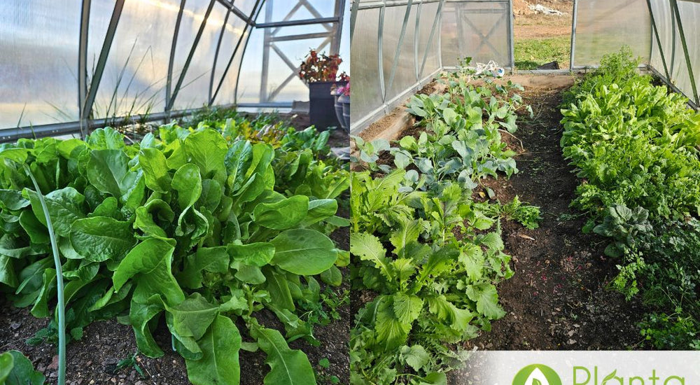 It's been such a change in the way I grow things