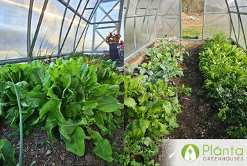 It's been such a change in the way I grow things