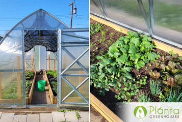 Plants Explode in Our Greenhouse!