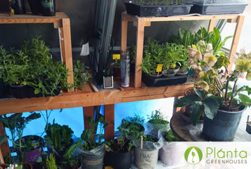 From Vegetables to Winter Plants