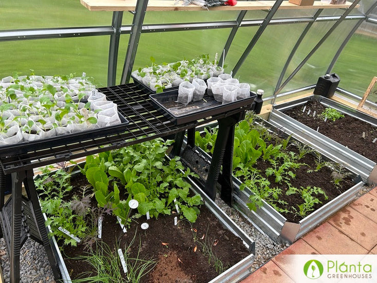 Witnessing growth inside the greenhouse