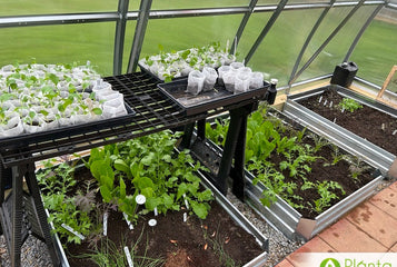 Witnessing growth inside the greenhouse