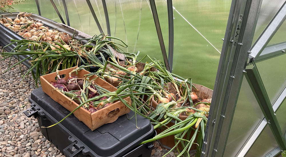 Also worked great to cure my onions!