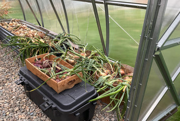 Also worked great to cure my onions!