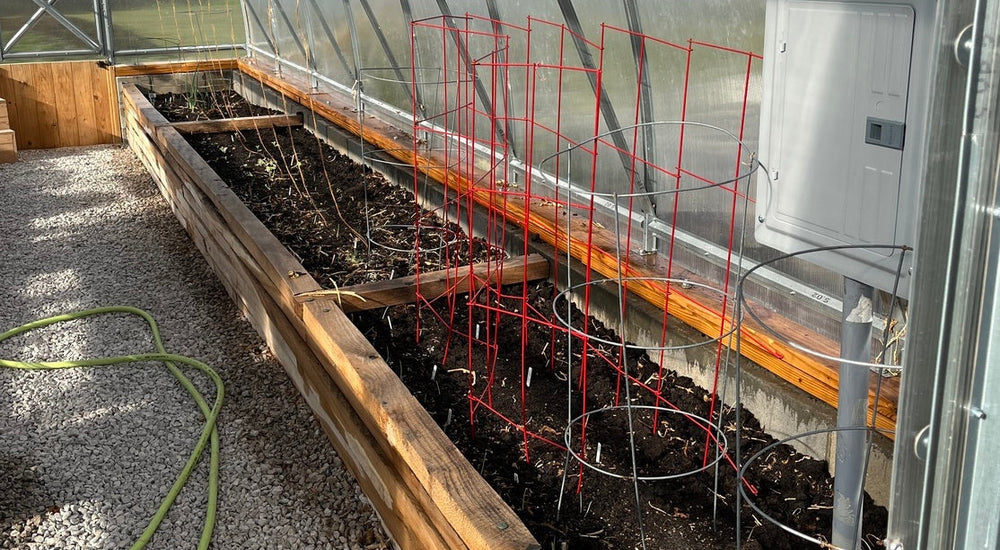 Amazed at the difference between plants grown inside the greenhouse and those just outside