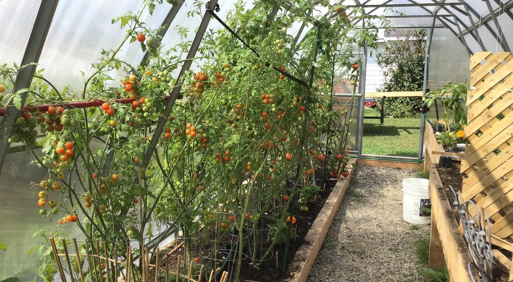 The first thing we do in the morning is go in our greenhouse