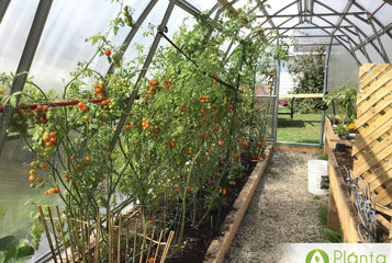 The first thing we do in the morning is go in our greenhouse