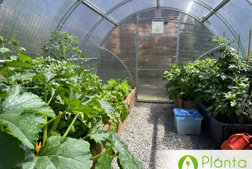 Watching vegetables thrive in the greenhouse