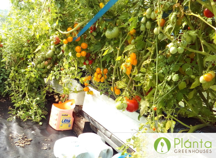 The Greenhouse is capable of handling the strongest wind rain and snow loads