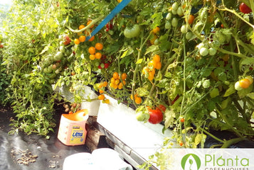 The Greenhouse is capable of handling the strongest wind rain and snow loads