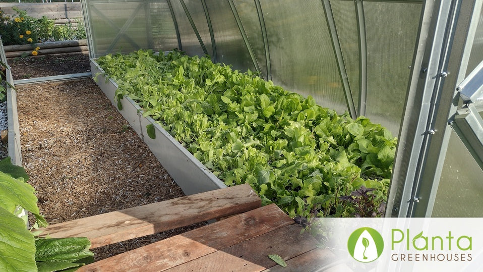 Fresh Greens in Winter & Zucchini in November