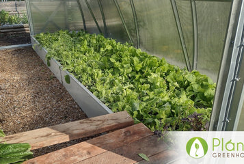 Fresh Greens in Winter & Zucchini in November