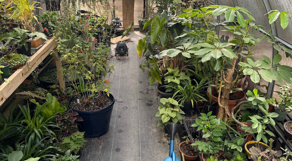 A Greenhouse for Houseplants, Hanging Baskets, and Year-Round Growing
