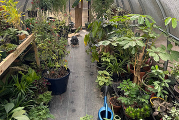 A Greenhouse for Houseplants, Hanging Baskets, and Year-Round Growing