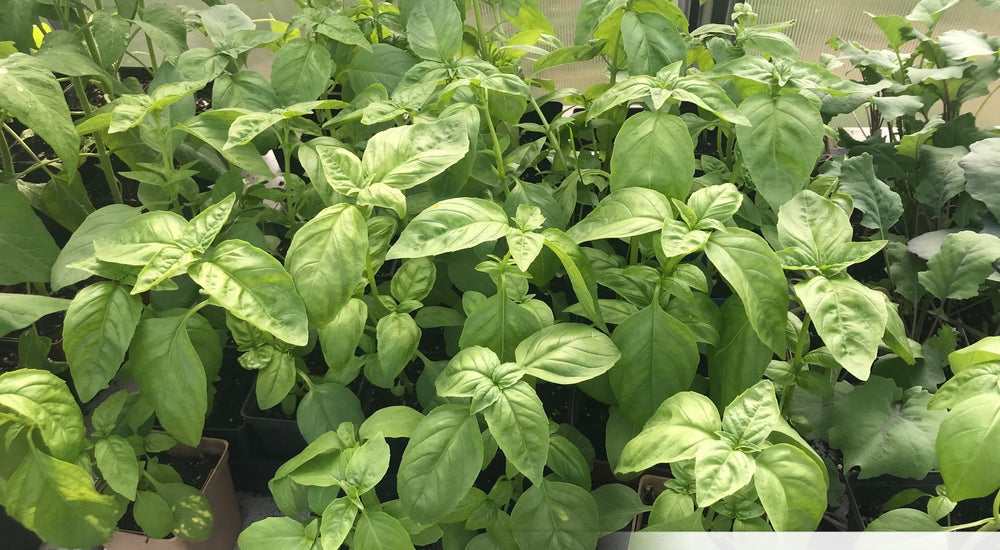 A head start on the growing season in North Hastings